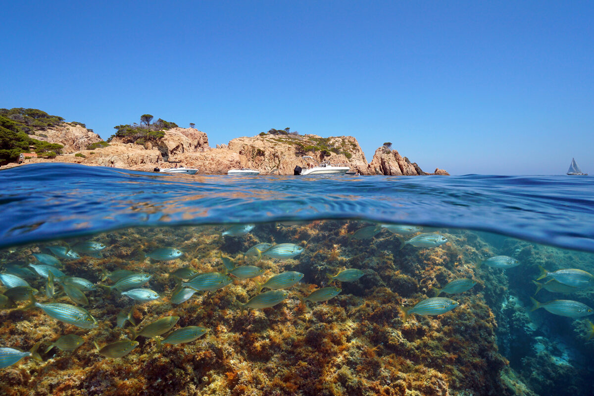 Segunda fase del estudio del impacto de la náutica recreativa en las Islas Medas y la costa del Montgrí