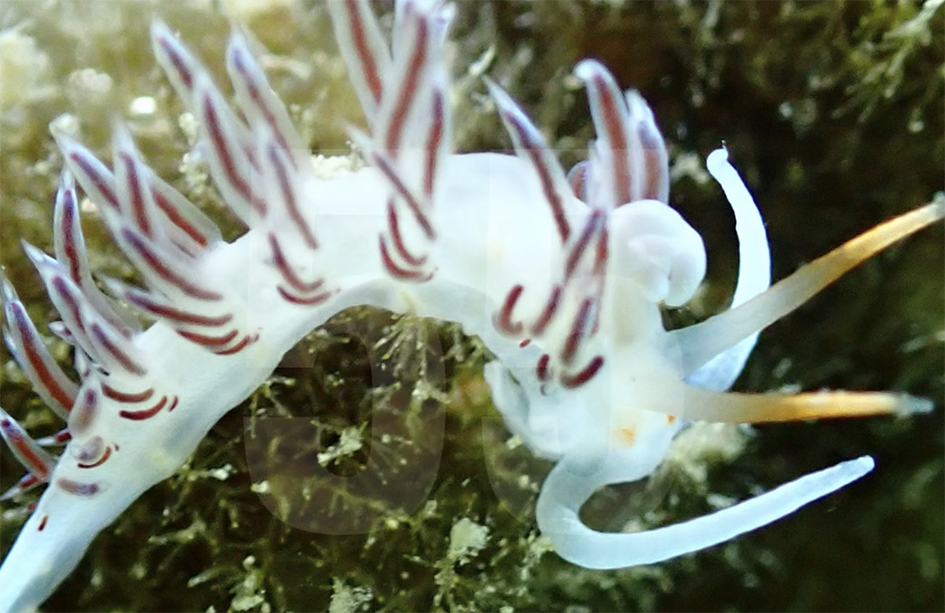 Excel·lents resultats del sistema de regeneració de la biodiversitat marina Ocean Ecostructures a la dàrsena