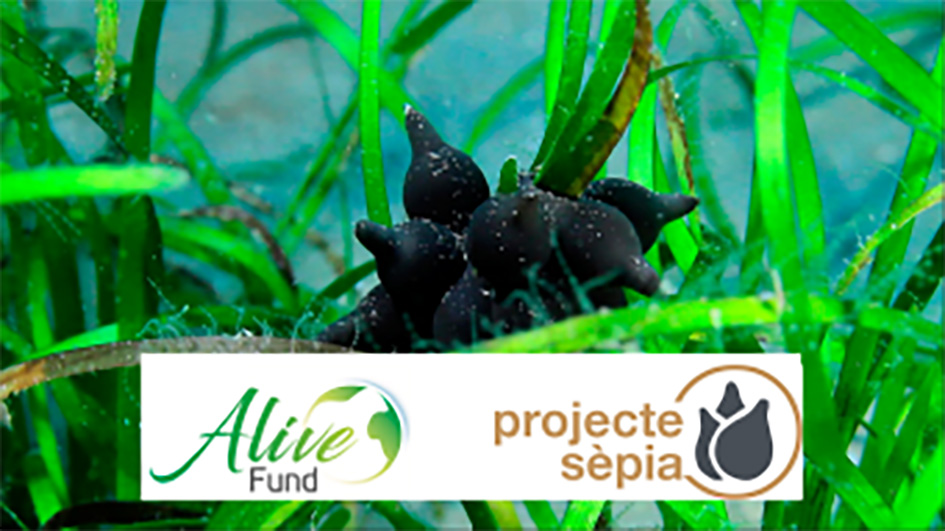 El Club col·labora en la protecció de la biodiversitat participant en els projectes “Pop de Gram” i “Sèpia”
