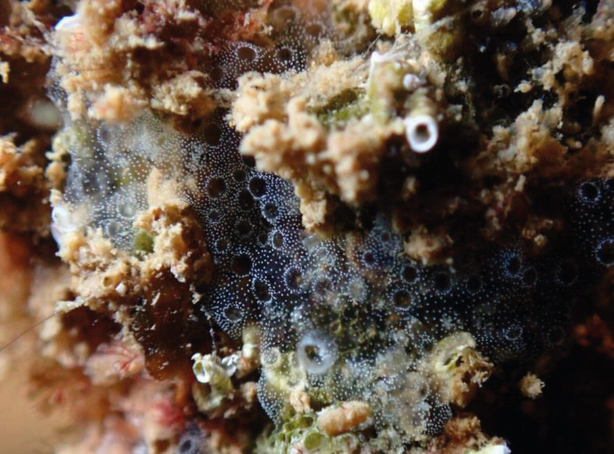 Biodiversidad marina en las Ocean Ecostructures