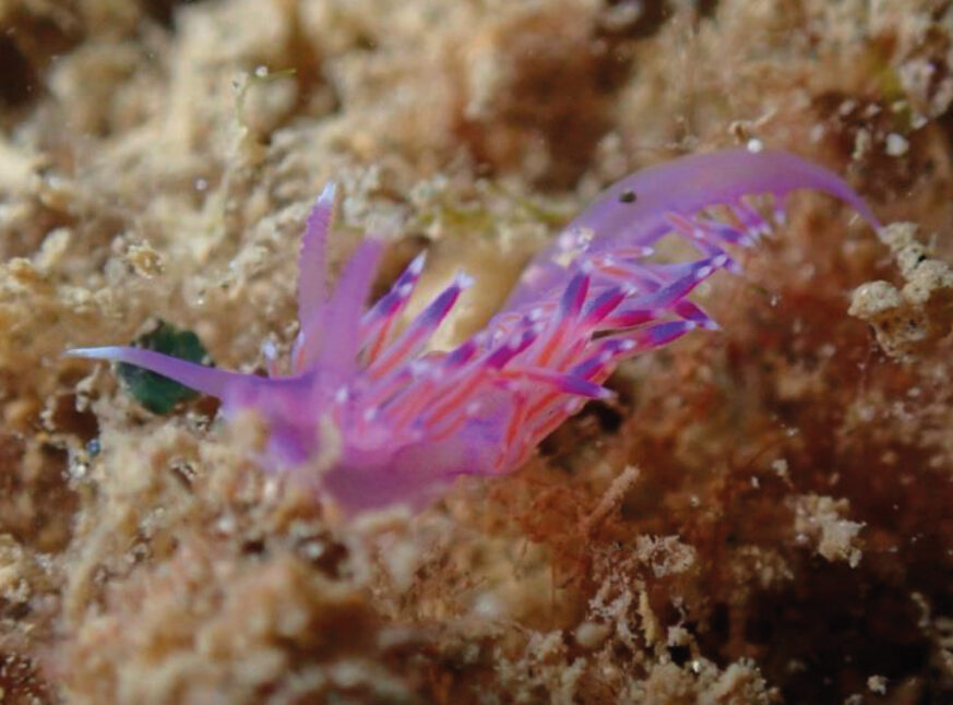 Biodiversitat marina a les Ocean Ecostructures