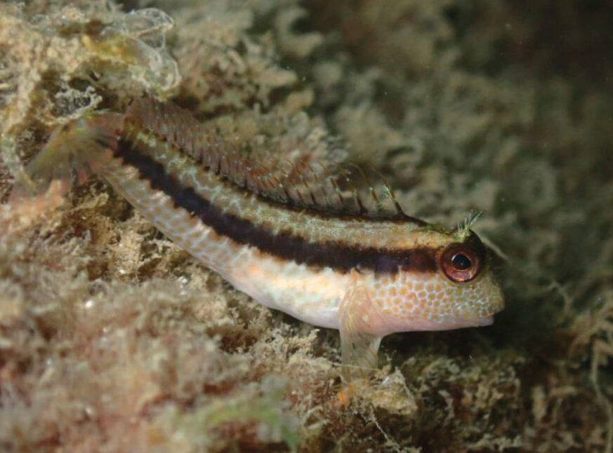 Biodiversitat marina a les Ocean Ecostructures