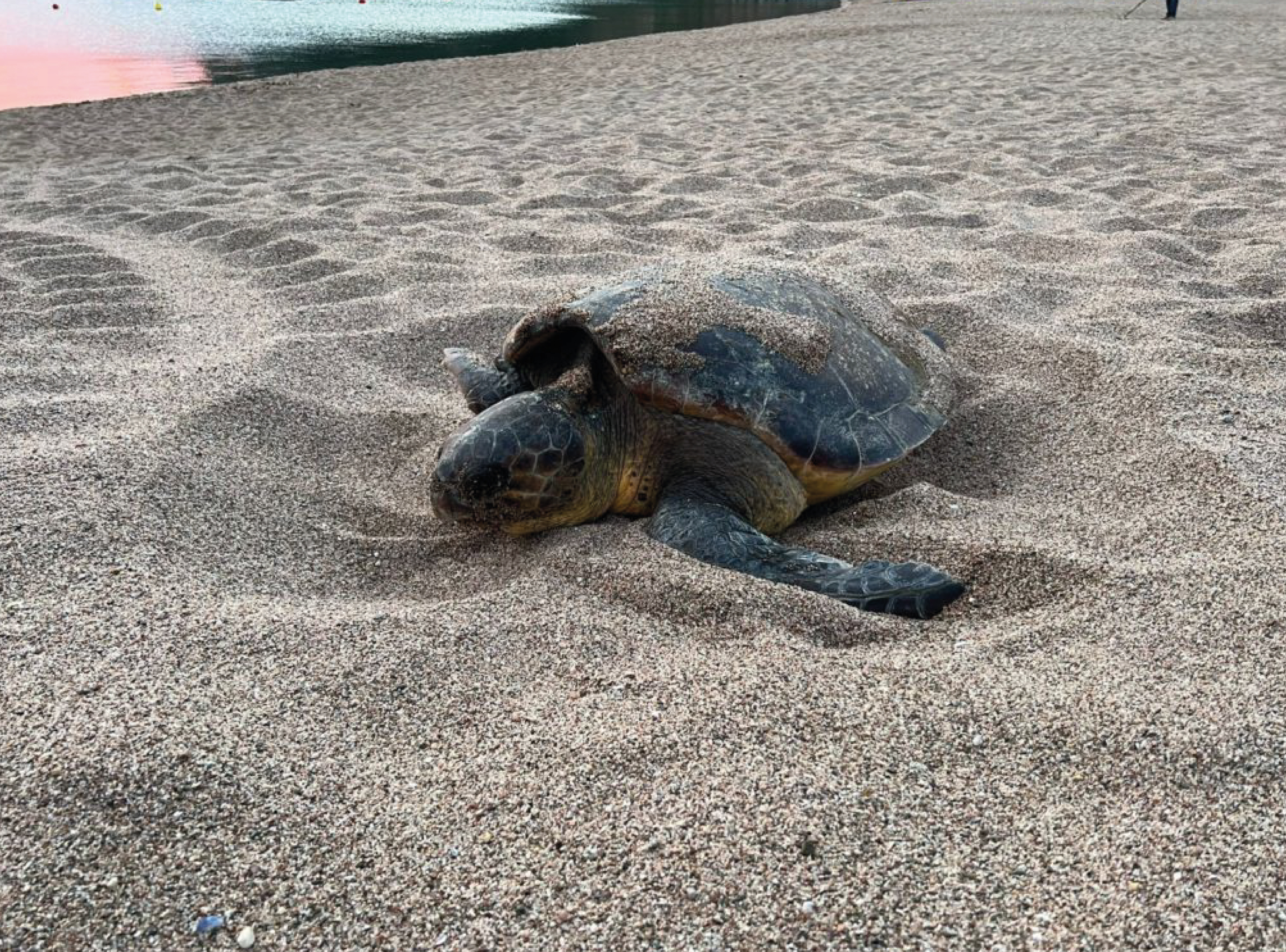 Tortuga careta a Sa Riera
