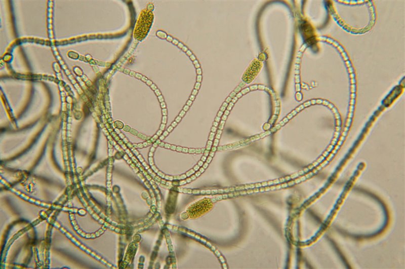 Pulmones del planeta