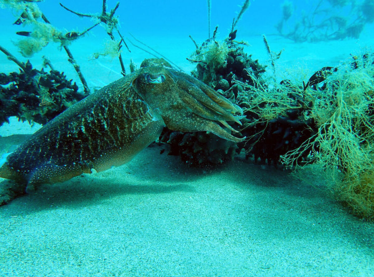 Veda pesca sepia