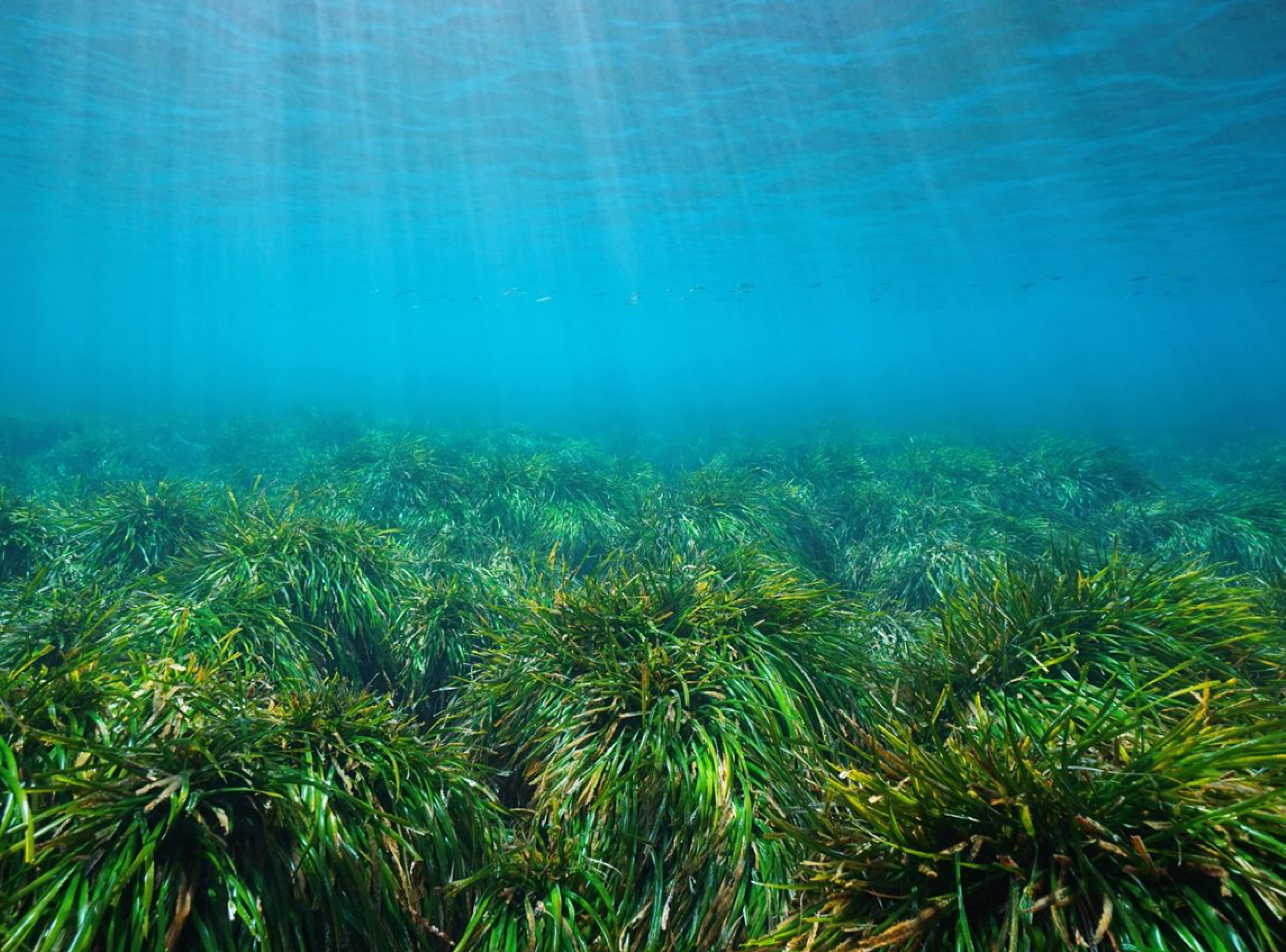 Posidonia